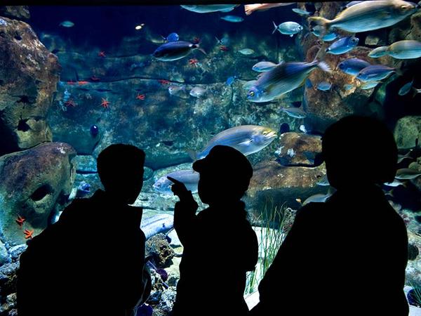 The Ciné Aqua Aquarium.